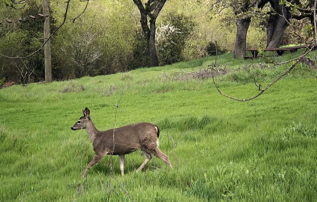 Hero image for Nature